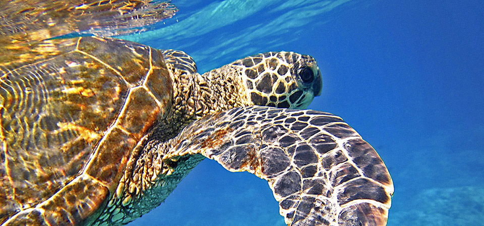 tortues.jpg