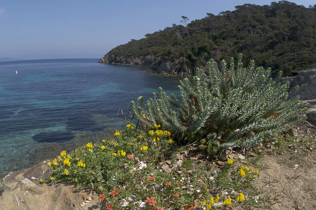 Paysage-de-Port-Cros.jpg